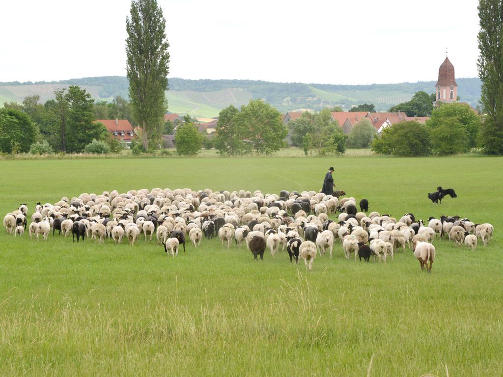 Ferienwohnungen Schuh Ipsheim Экстерьер фото